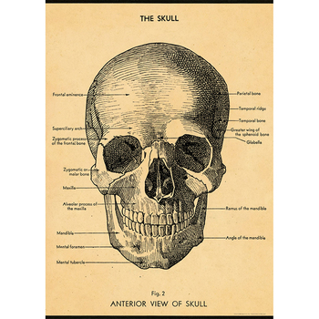 /assets/alt_1/C-WRAP-SKULL_3PK.jpg?20240913163511