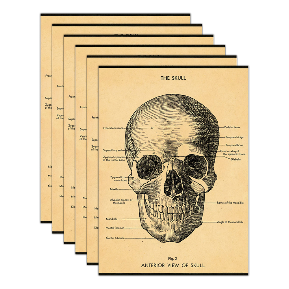 /assets/full/C-WRAP-SKULL_6PK.jpg?20240913161211