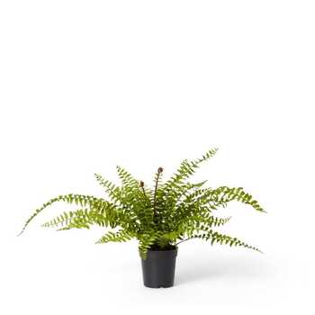 E Style 55cm Fern Lush Boston Potted Artificial Plant Decor - Green