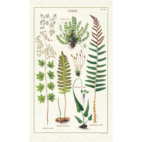 Cavallini Cotton Kitchen Tea Towel 48x80cm - Ferns