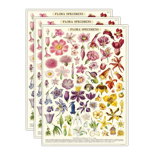 3PK Cavallini Paper Poster Prints/Gift Wrap 50x70cm - Flora Specimens