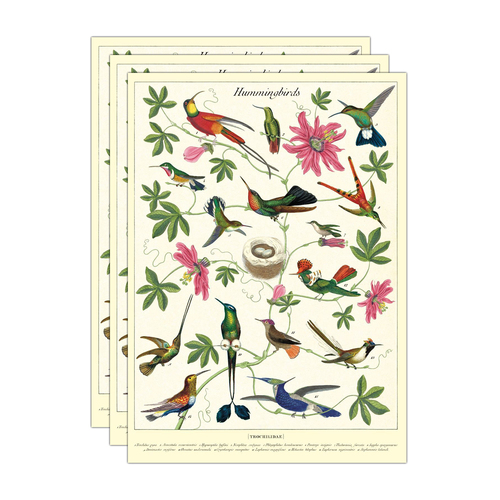 3PK Cavallini Paper Poster Prints/Gift Wrap 50x70cm - Hummingbirds