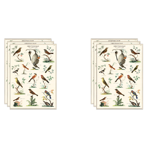 6PK Cavallini Paper Poster Prints/Gift Wrap 50x70cm - Ornithologie