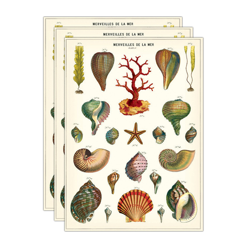 3PK Cavallini Paper Poster Prints/Gift Wrap 50x70cm - Shells De La Mer