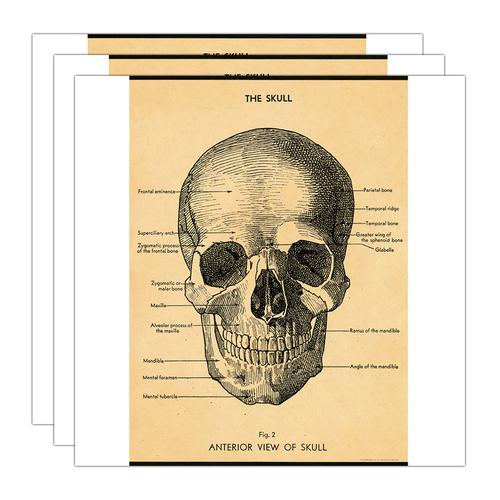 3PK Cavallini Paper Poster Prints/Gift Wrap 50x70cm - The Skull