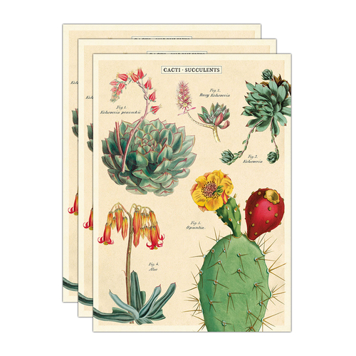 3PK Cavallini Paper Poster Prints/Gift Wrap 50x70cm - Cacti & Succulents 2