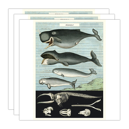 3PK Cavallini Paper Poster Prints/Gift Wrap 50x70cm - Whale Chart