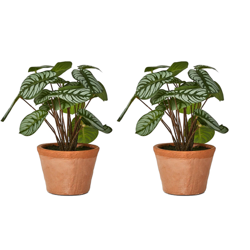 2PK Belle Calathea Variegated 27cm w/ Terracotta Pot Artificial Plant - Green