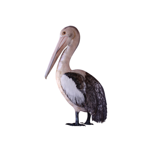 Darlin Capiz/Metal 29x18cm Pelican Wall Art Hanging Decor White/Silver