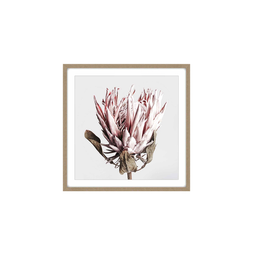 Maine & Crawford Madie 80x80cm  Dried Protea Canvas In Timber Frame