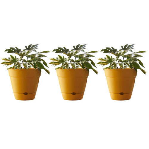 3PK Northcote Pottery Leonard 20x18cmSelf Watering yellow