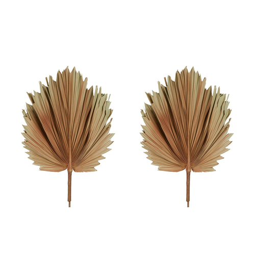 2PK Belle Preserved Palm Leaf 89cm Dried Plant Small - Brown