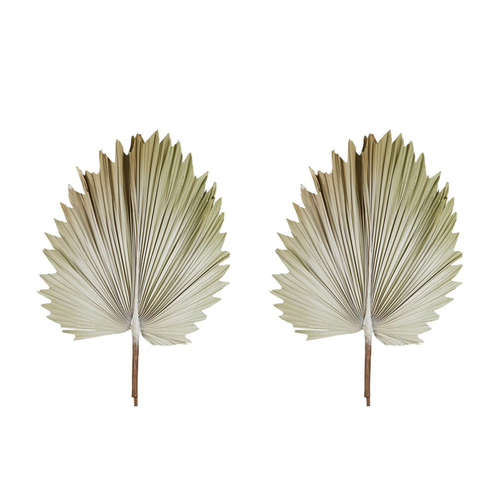 2PK Belle Preserved Palm Leaf 89cm Dried Plant Small - Cream