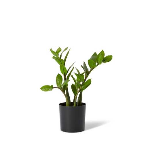 E Style 32cm Zanzibar Artificial Potted Plant - Green