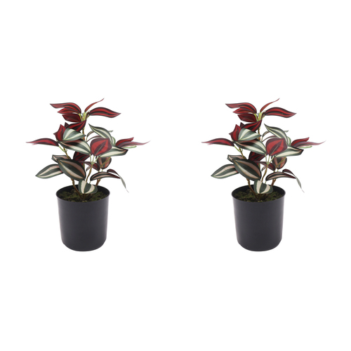 2x Urban 24cm Potted Tradescantia Zebrina Artificial Plant - Green